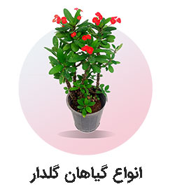 گیاهان گلدار