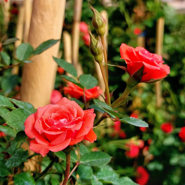 گل رز رونده هلندی ساناز قرمز با ارتفاع حدود 90 سنتی متر