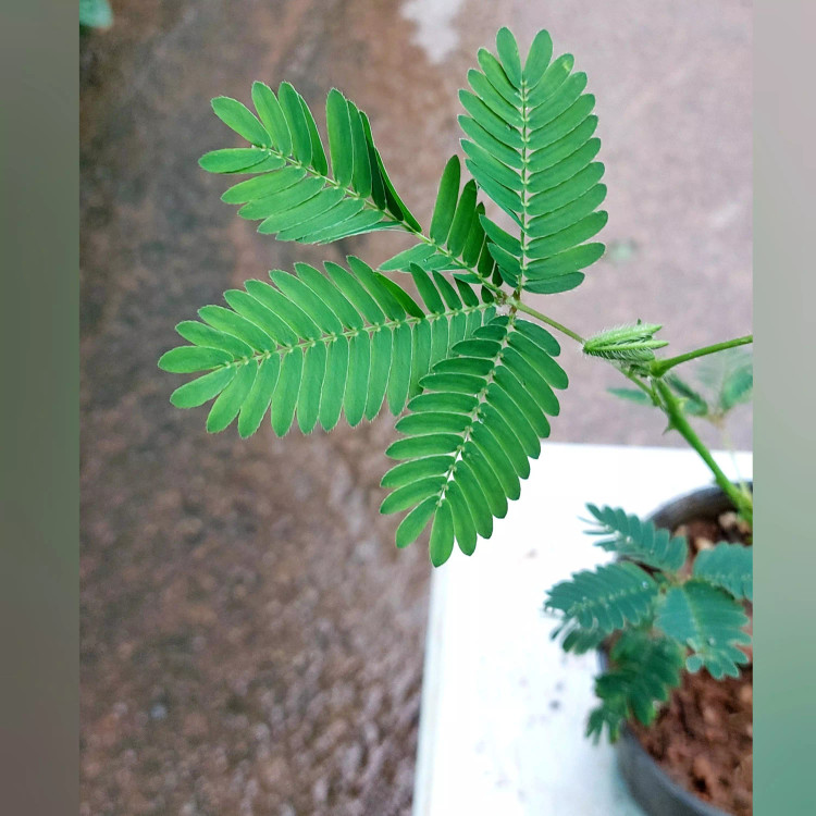 گل قهر و آشتی
