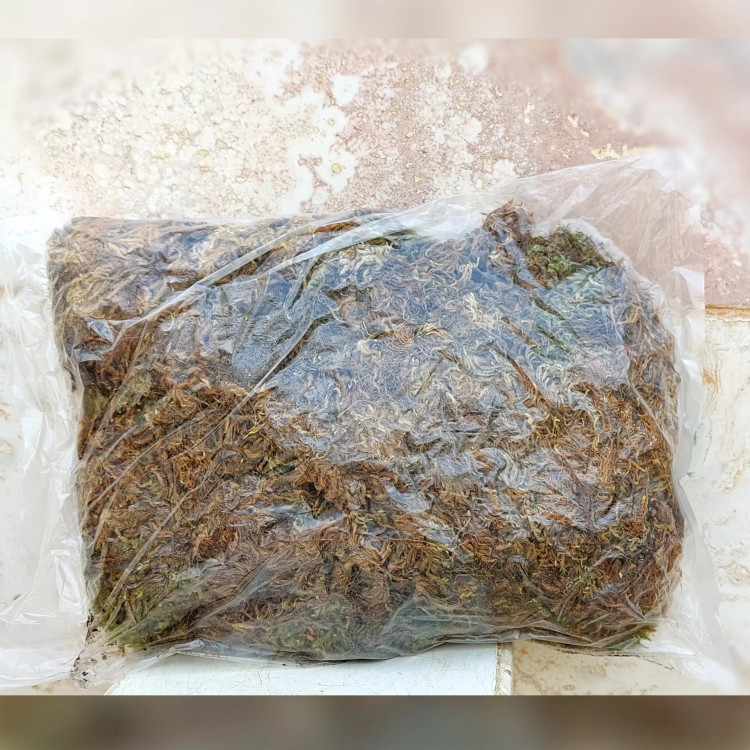 خزه اسفاگنوم (جنگلی) درجه یک بسته بندی 100 گرمی