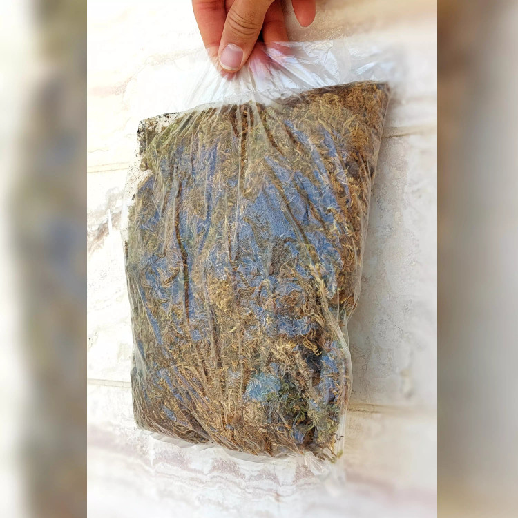 خزه اسفاگنوم (جنگلی) درجه یک بسته بندی 100 گرمی