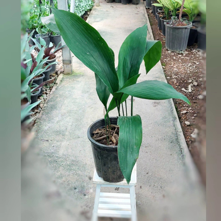 گیاه برگ عبایی با ارتفاع حدود 45 سانتی متر