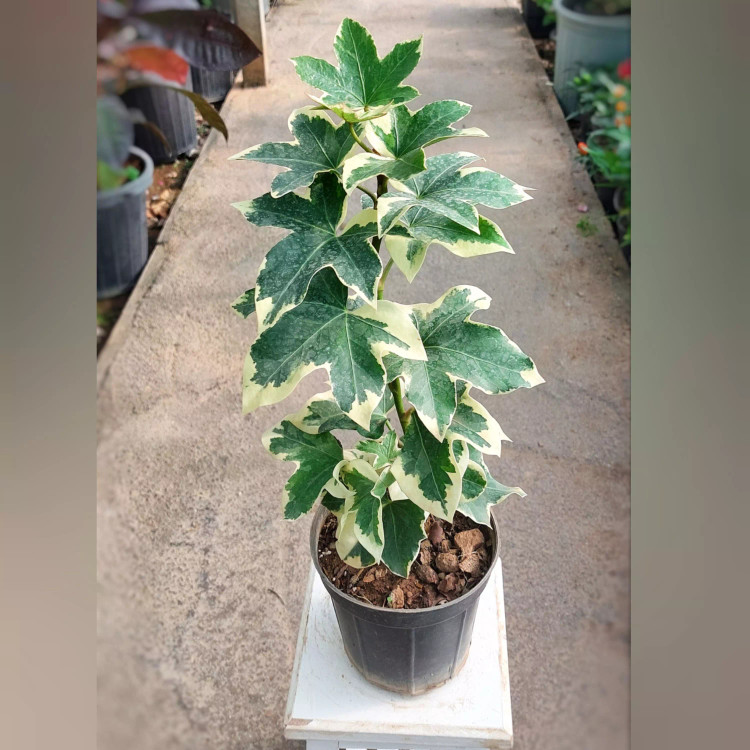گیاه آرالیا ابلق با ارتفاع حدود 35 سانتی متر