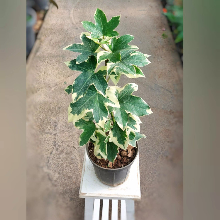 گیاه آرالیا ابلق با ارتفاع حدود 35 سانتی متر