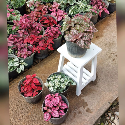 گیاه گل سنگ در رنگ های قرمز صورتی و سفید