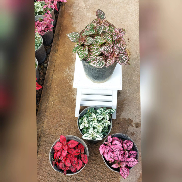 گیاه گل سنگ در رنگ های قرمز صورتی و سفید