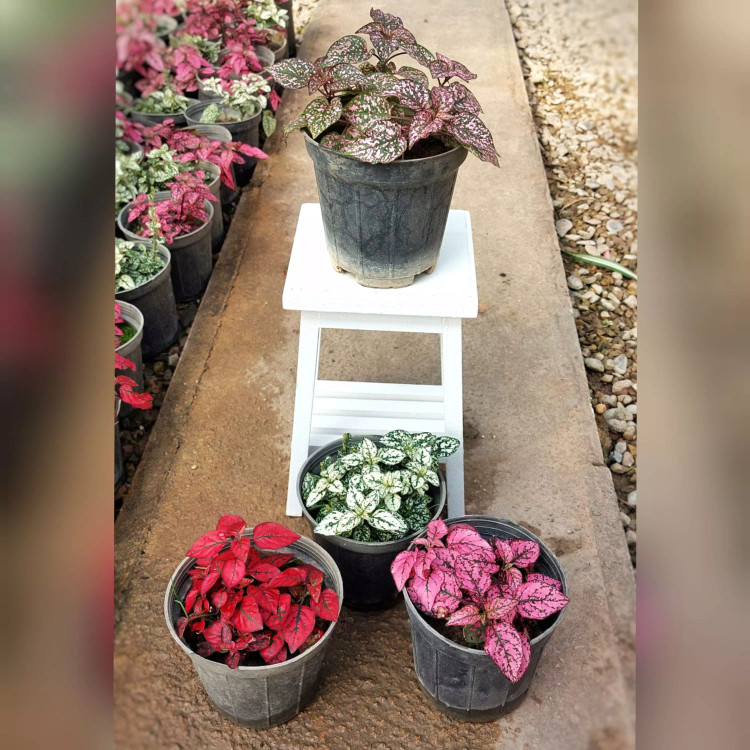 گیاه گل سنگ در رنگ های قرمز صورتی و سفید