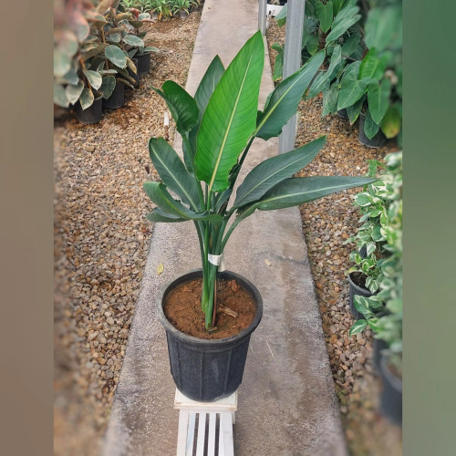 پرنده بهشتی استرلیتزیا با ارتفاع حدود 65 سانتی متر