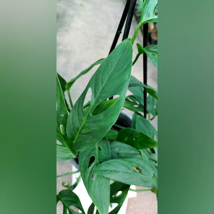 گیاه پتوس حصیری برگ ریز