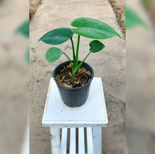 مونسترا برگ انجیری برگ پهن خاص سایز نشایی