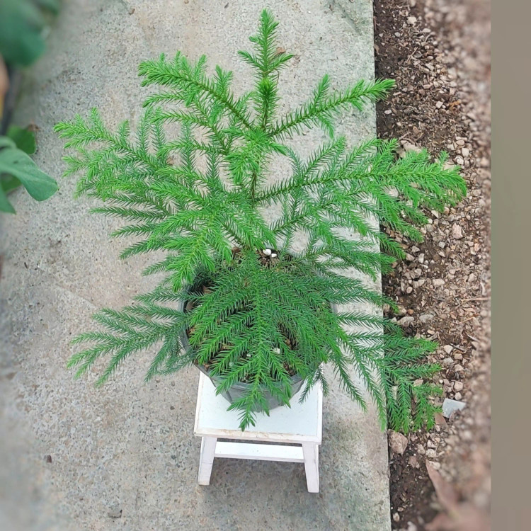 کاج مطبق با کیفیت با ارتفاع حدود 55 سانتی متر