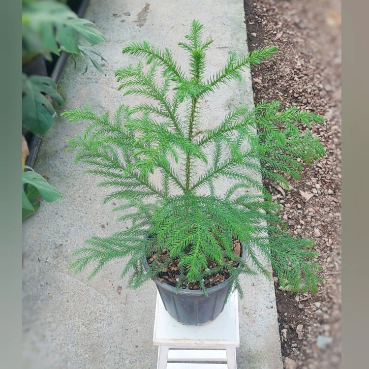 کاج مطبق با کیفیت با ارتفاع حدود 55 سانتی متر