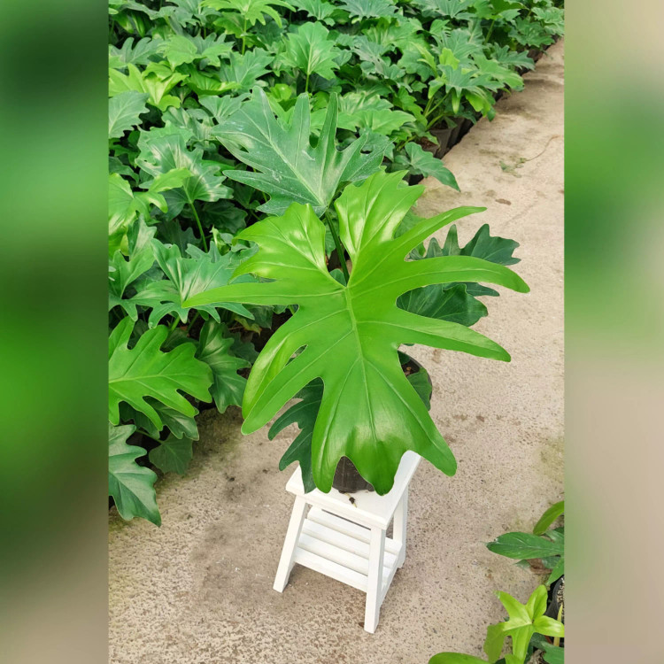 گل و گیاه آپارتمانی برگ انجیری فر با ارتفاع 60 سانتی متر
