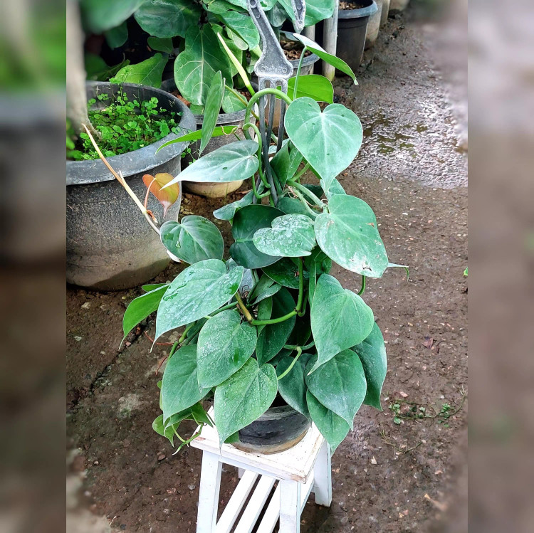 اسکاندیس سبز گیاه آپارتمانی مقاوم بسیار زیبا و با کیفیت