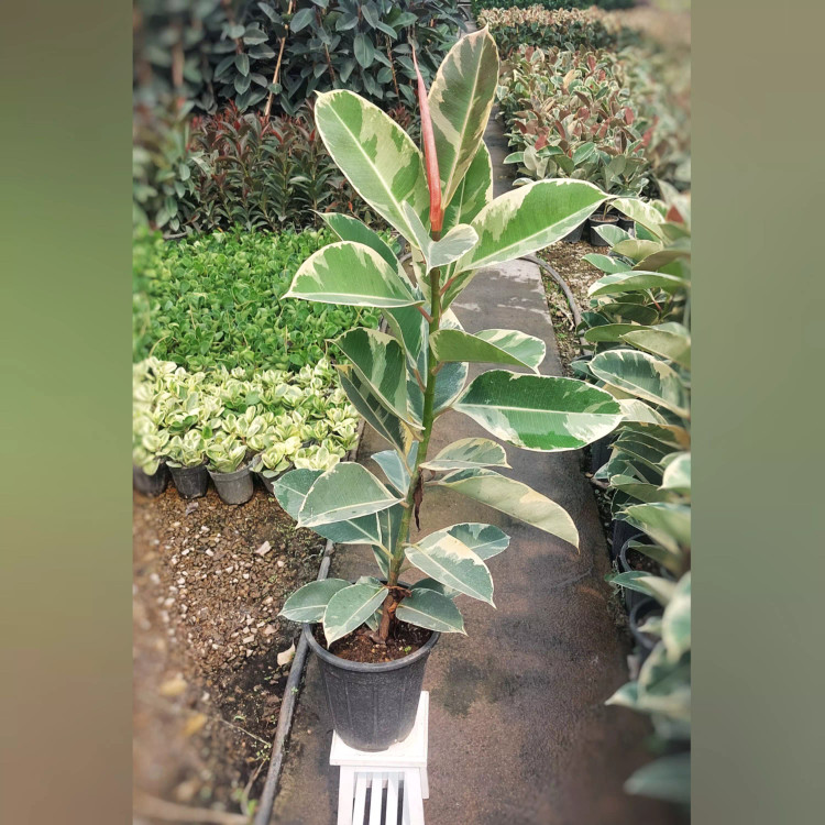 فیکوس ابلق با ارتفاع حدود 90 سانتی متر