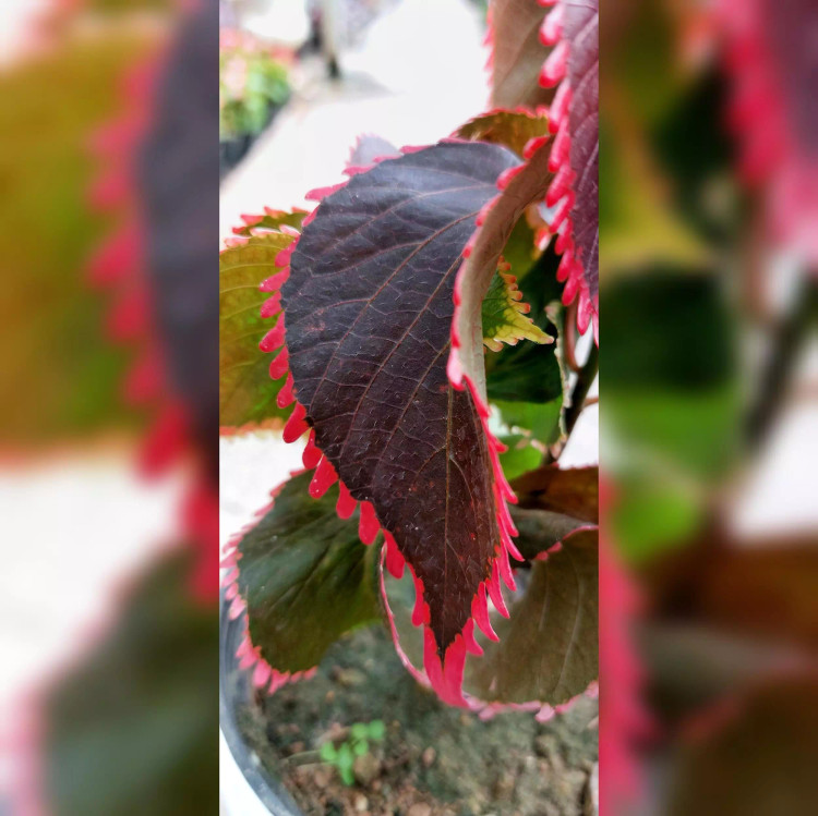 گیاه آکالیفا گیاهی زیبا و مقاوم