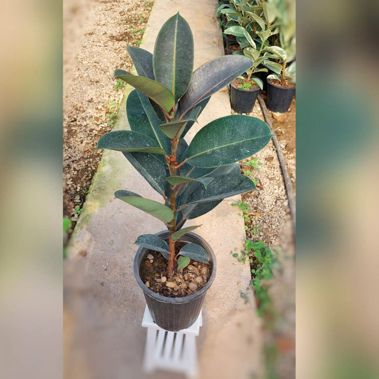فیکوس بلک