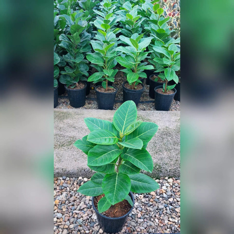 فیکوس آلتیسیما خاص با ارتفاع حدود 50 سانتی متر