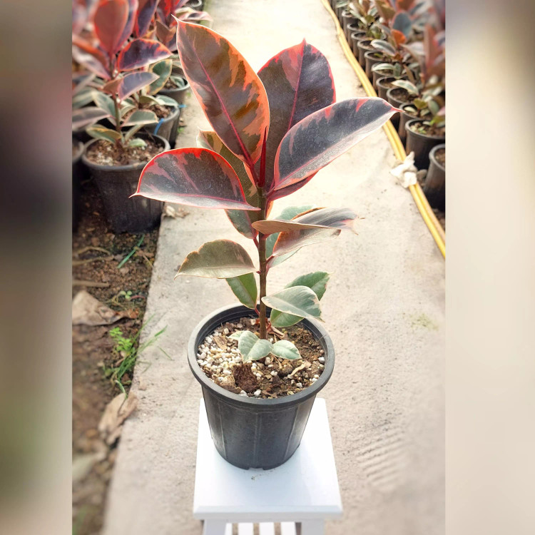 فیکوس شرابی با ارتفاع حدود 60 سانتی متر