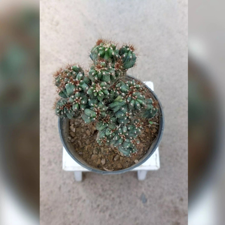 کاکتوس صخره ای آپارتمانی با ظاهری خاص