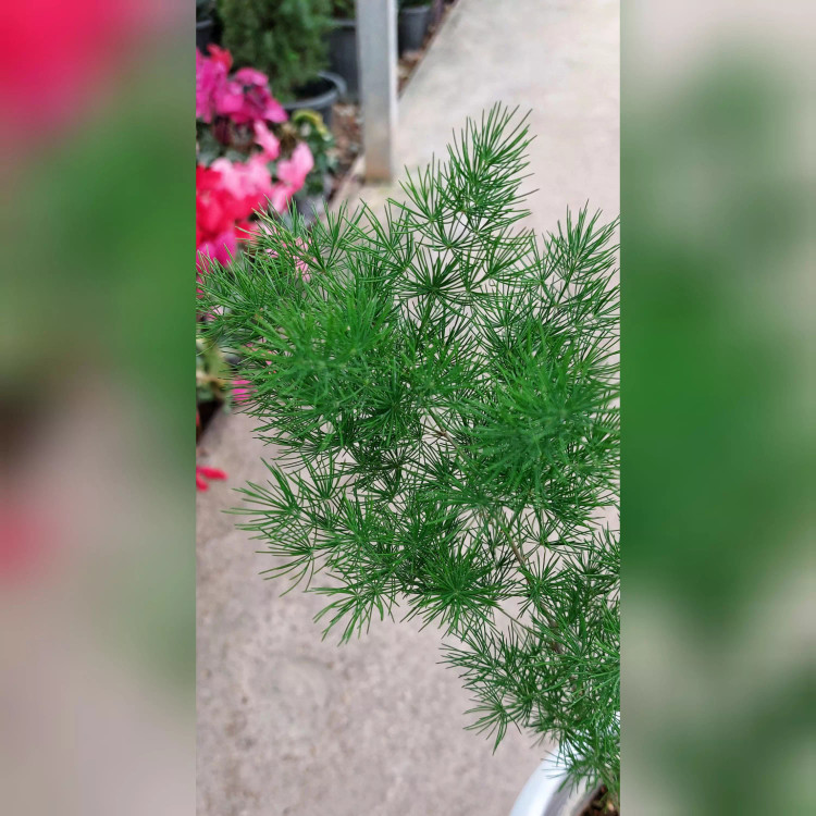 گیاه اسپراگوس (شویدی) با گلدان پلاستیکی