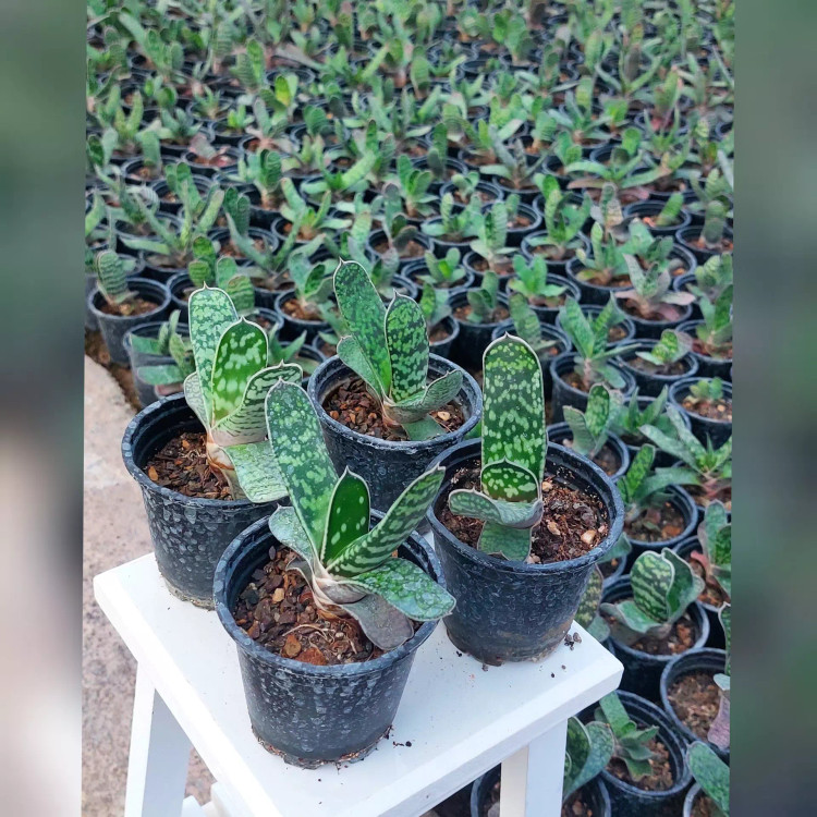 کاکتوس و ساکولنت گاستریا گیاهی مقاوم و ماندگار