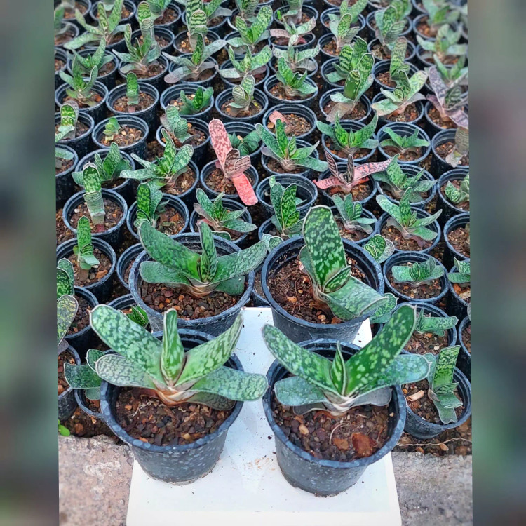 کاکتوس و ساکولنت گاستریا گیاهی مقاوم و ماندگار