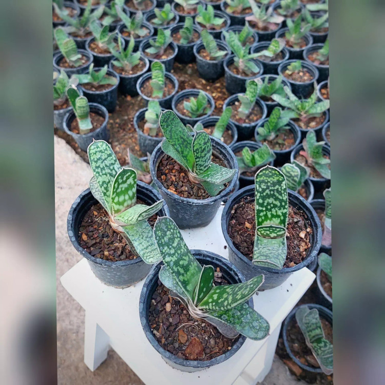 کاکتوس و ساکولنت گاستریا گیاهی مقاوم و ماندگار