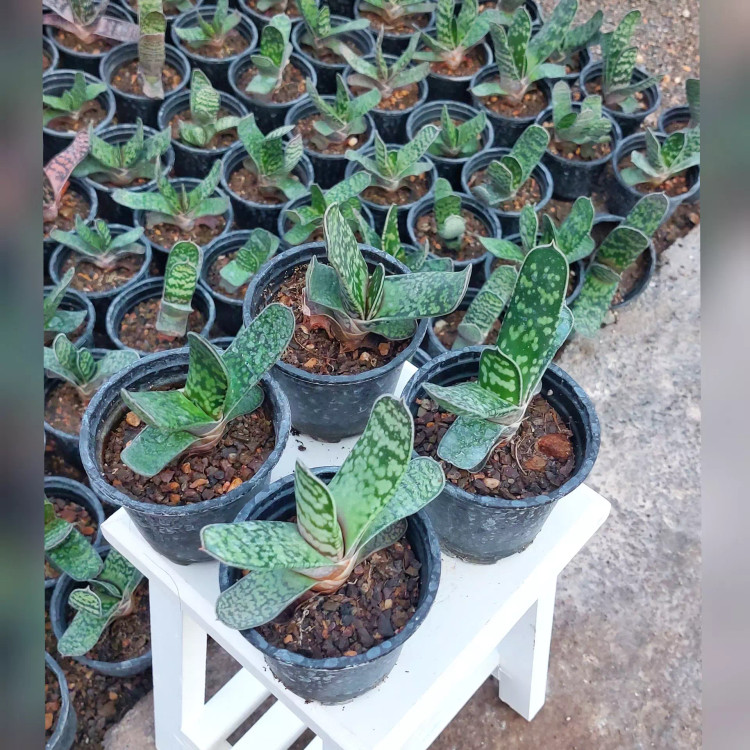 کاکتوس و ساکولنت گاستریا گیاهی مقاوم و ماندگار
