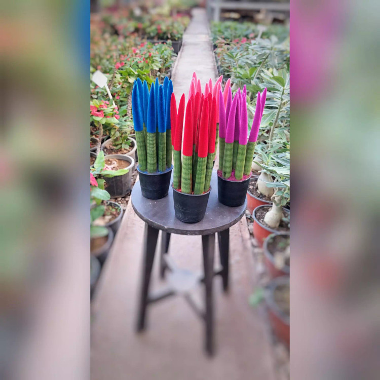 گیاه آپارتمانی سانسوریا 6 شاخه مدادی رنگی (آبی بنفش قرمز صورتی)