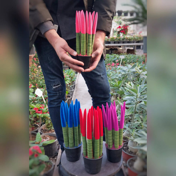 گیاه آپارتمانی سانسوریا 6 شاخه مدادی رنگی (آبی بنفش قرمز صورتی)