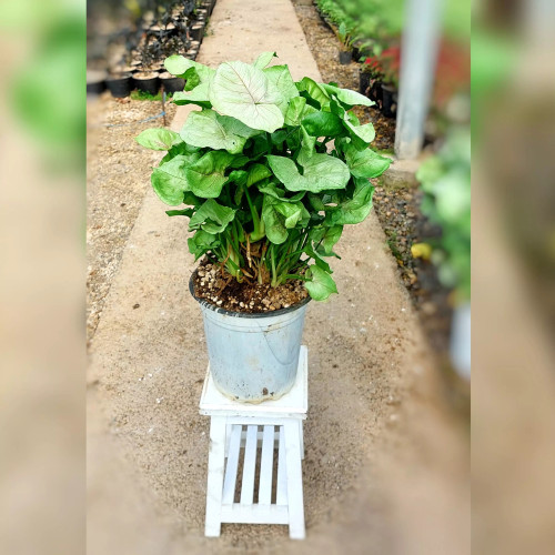 سینگونیوم کاهویی سبز پر برگ