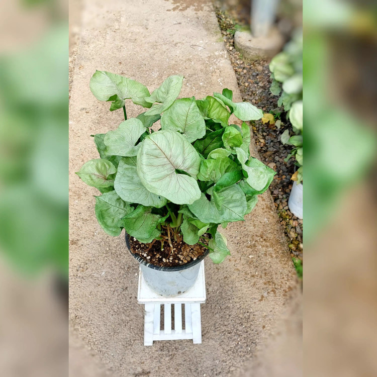 سینگونیوم کاهویی سبز پر برگ