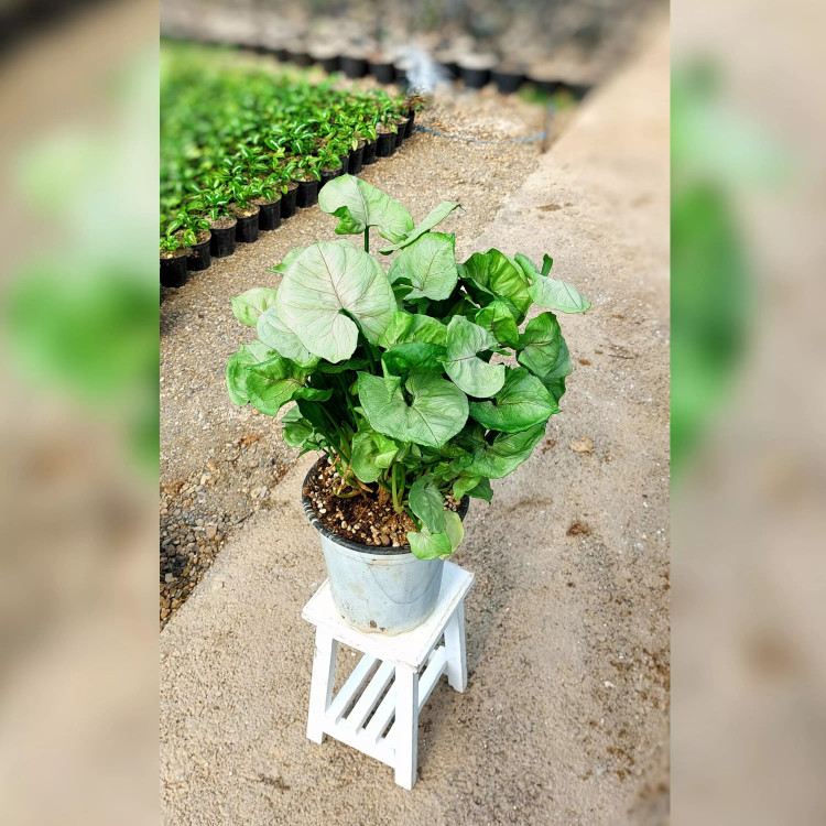 سینگونیوم کاهویی سبز پر برگ