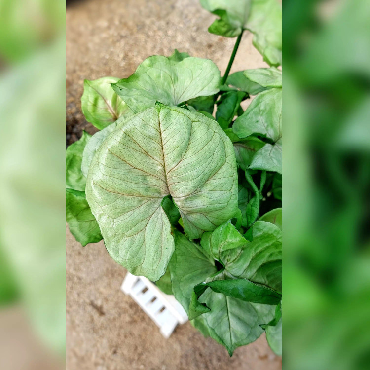 سینگونیوم کاهویی سبز پر برگ