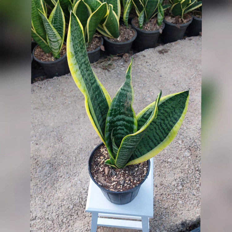 سانسوریا ابلق کرواتی با کیفیت با ارتفاع 40 سانتی متر
