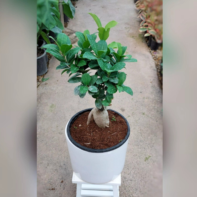 گیاه بنسای جنیسینگ هلندی پیوندی با گلدان سرامیکی