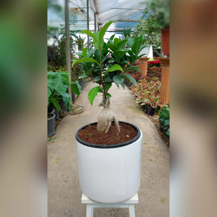 گیاه بنسای جنیسینگ هلندی پیوندی با گلدان سرامیکی