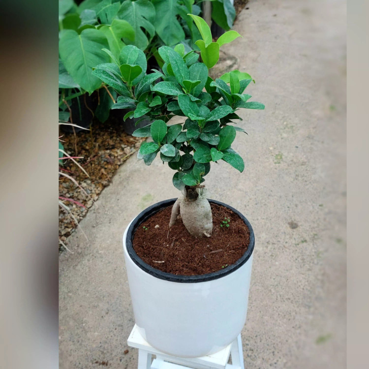 گیاه بنسای جنیسینگ هلندی پیوندی با گلدان سرامیکی