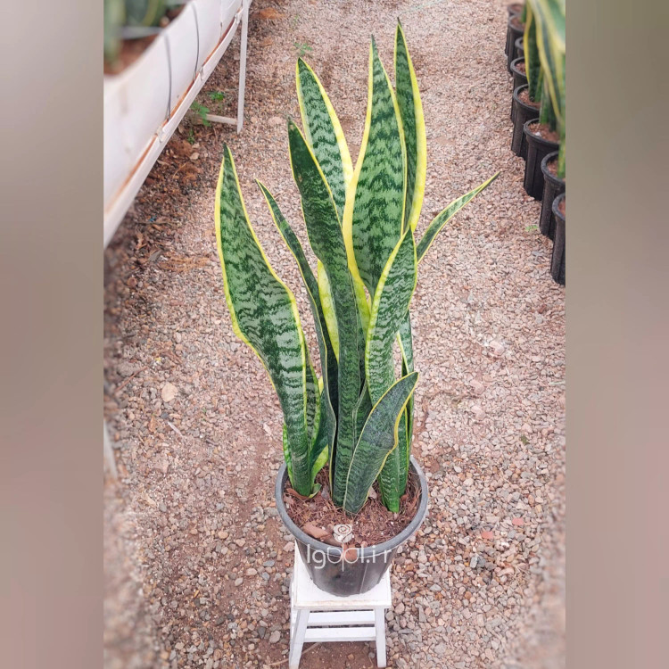 سانسوریا ابلق شمشیری چهار غلاف سایز سطل 7
