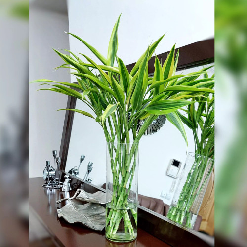 بامبو ابلق خاص و زیبا دسته 5 عددی