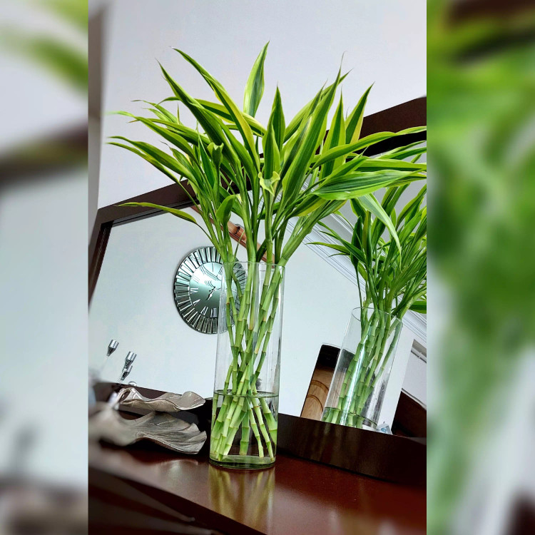 بامبو ابلق خاص و زیبا دسته 5 عددی