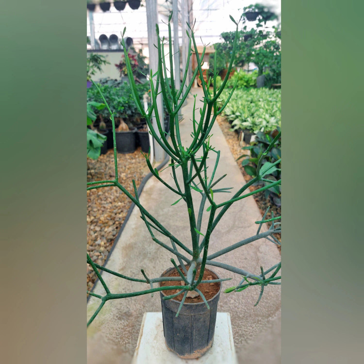 گیاه تیروکالی ( جون من برگ بده )