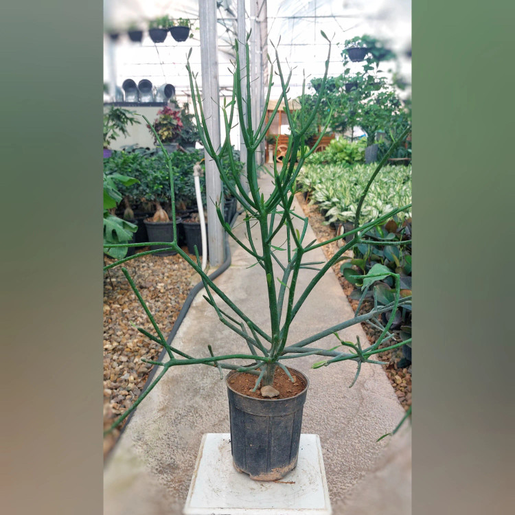 گیاه تیروکالی ( جون من برگ بده )