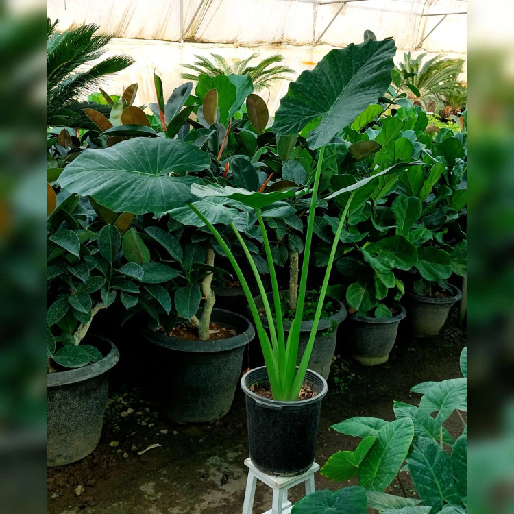 بابا آدم جاینت آلوکازیا بسیار خاص و زیبا سایز بزرگ
