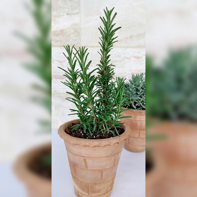 رزماری و اسطوخودوس همراه با گلدان سفالی پک انرژی مثبت