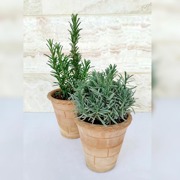 رزماری و اسطوخودوس همراه با گلدان سفالی پک انرژی مثبت