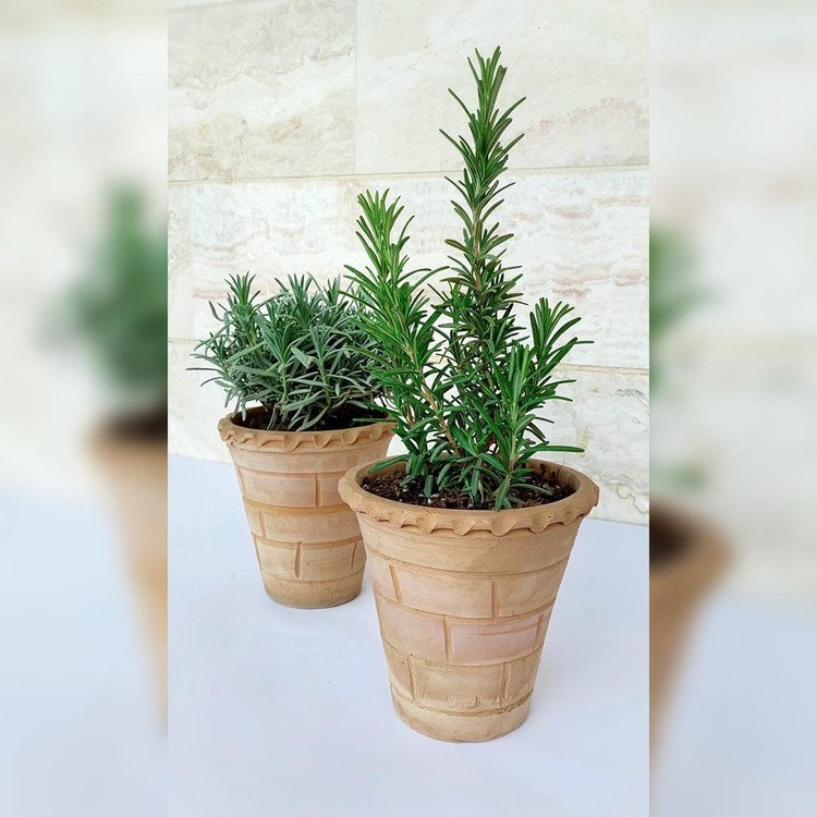 رزماری و اسطوخودوس همراه با گلدان سفالی پک انرژی مثبت