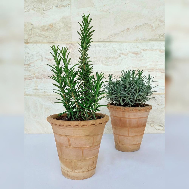 رزماری و اسطوخودوس همراه با گلدان سفالی پک انرژی مثبت