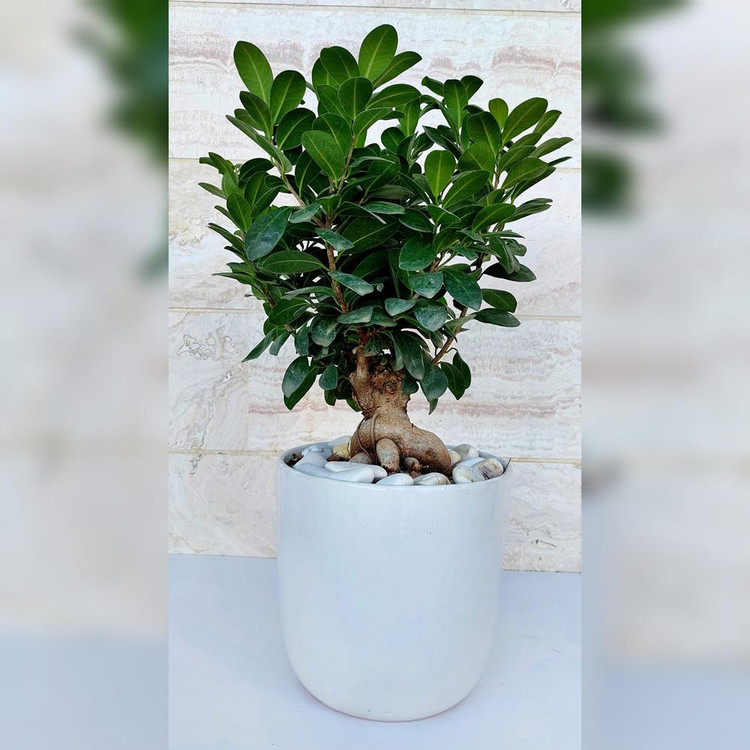 بنسای جنیسینگ گیاه آپارتمانی خاص و مقاوم همراه با گلدان سرامیکی